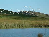 Birding in Swaziland